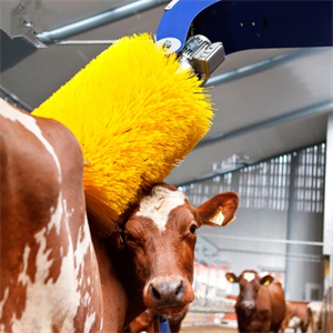 Cow Brush